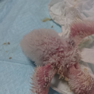 両親羽衣ｾｷｾｲｲﾝｺからの雛