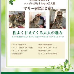 ふれあい譲渡会 船橋市習志野台