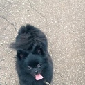 名前はちーちゃん。里親になってくれる方募集