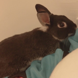 黒 ウサギ ネザーランドドワーフ雑種