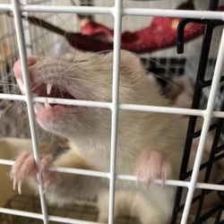 平和な１日の始まり☆春用ハンモック☆