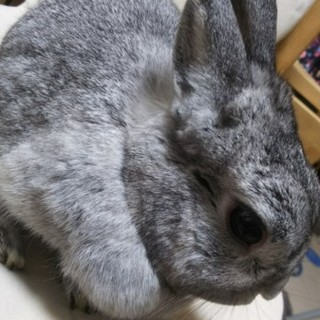 ネザーランドドワーフ可愛がって頂ける方へ