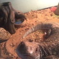 至急＞＜ サバンナモニター60cm 飼育セット付き