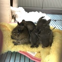 2/18生まれデグー
