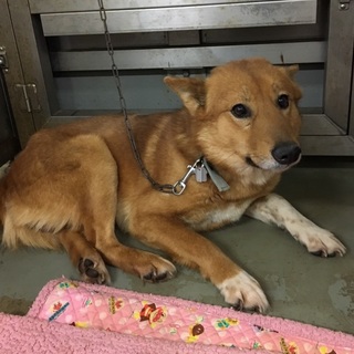 可愛いお顔の野犬男子、せー太くん。