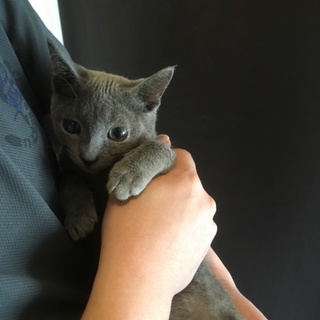 ロシアンブルー 子猫 男の子