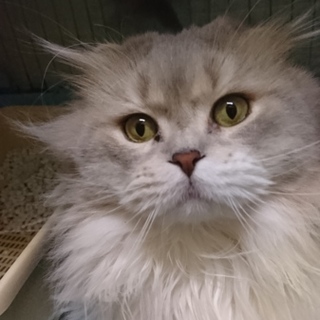 スコF★アトム★男の子・折耳・中長毛・２歳