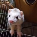 フェレットの優しい親になってくれる方