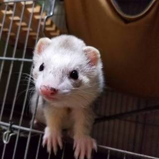 フェレットの優しい親になってくれる方
