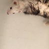 フェレットの優しい親になってくれる方 サムネイル2