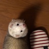 フェレットの優しい親になってくれる方 サムネイル3