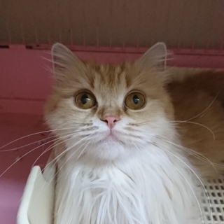 スコF☆ひまりちゃん☆女の子・立耳・４歳・中長毛