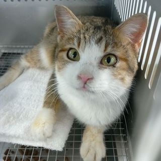 3/19朝収容期限　飼い主持ち込み　人馴れ抜群