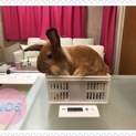 ウサギの里親さんを募集しています