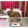 ウサギの里親さんを募集しています サムネイル3