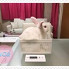 ウサギの里親さんを募集しています サムネイル5