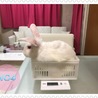 ウサギの里親さんを募集しています サムネイル6