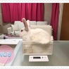 ウサギの里親さんを募集しています サムネイル7