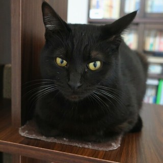 イケニャンあおい君家族募集中