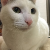 豆