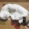 の写真