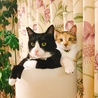 窮屈でも譲れない！