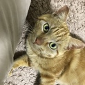 他サイトにて、ステキな里親様決定致しました！