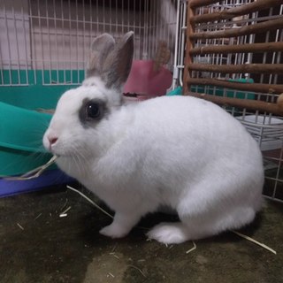 保護うさぎ ピコちゃん