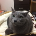 ロシアンブルーのオス飼い主探しています。