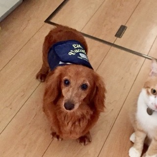 里親さん、決定しました。ありがとうございます！