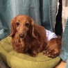 里親さん、決定しました。ありがとうございます！ サムネイル2