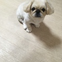 新しい家族を探しています。