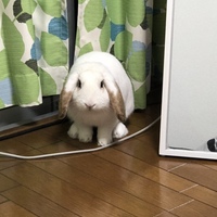 スヌーピー