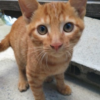 大人しく甘えん坊のオス猫ちゃん