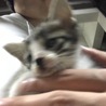 ブレブレちぃちゃん