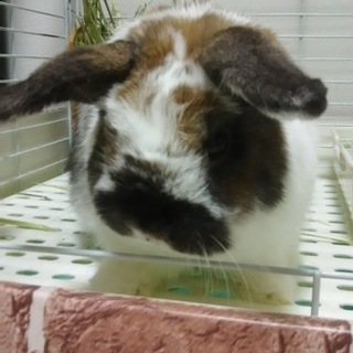 里親決まりました！ありがとうございました！