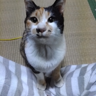 頭巾を被った古風な三毛おみつさん♪