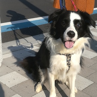 ボーダーコリーの男の子