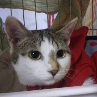 撫でられるの大好き甘えん坊のさゆきちゃん