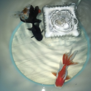 金魚3匹