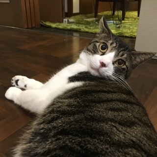 天然ボーイのキジ白くん(=^･ω･^=)