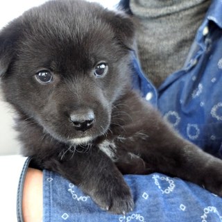 一旦停止します【笑顔が可愛い♡】真っ黒わんこ