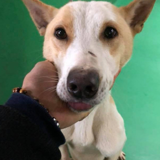 里親様決定しました✨ありがとうございます