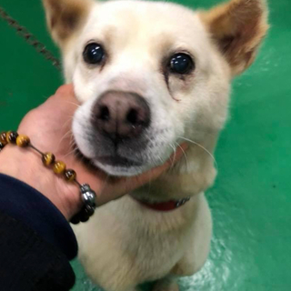 里親様決定しました✨✨ありがとうございます‼️