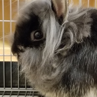 子うさぎ　一歳　オス　ドワーフライオン