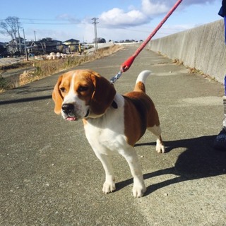 1歳半ビーグル♀埼玉県東浦和近辺希望。