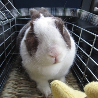 保護うさぎ・ダイダイくん