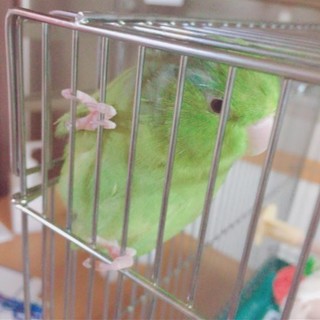 備考に追記(3/30)有 マメルリハ♀の里親募集