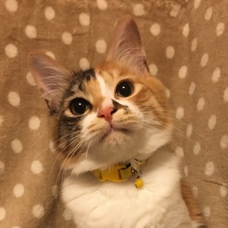 募集一時停止中☆ジャガちゃん