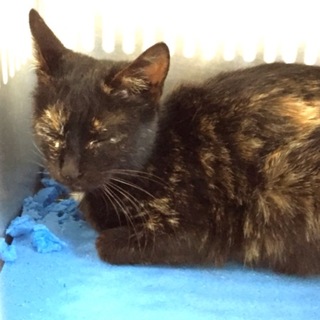 里親様決定です！有り難うございました